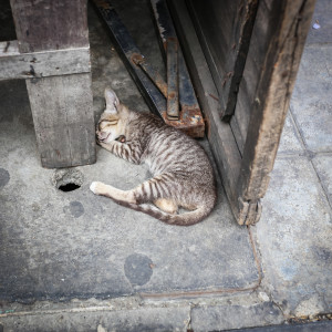 bangkok cica