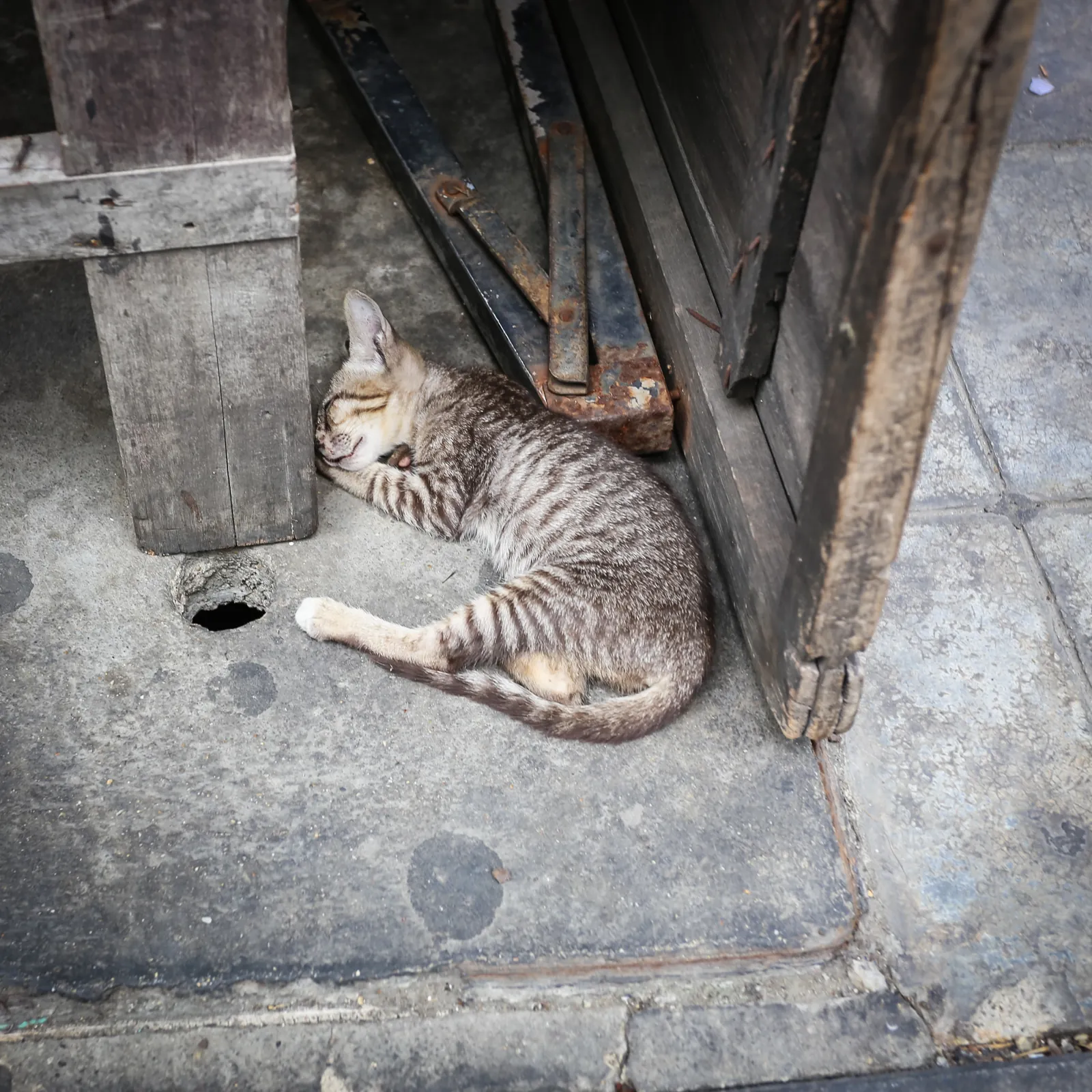 bangkok cica