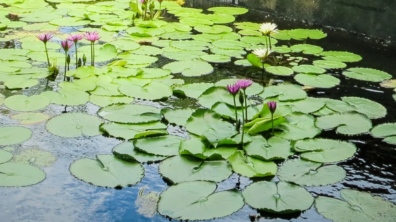 A thai szigetvilág, avagy viszlát Bangkok, helló Koh Samui