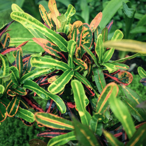 FUJI0206